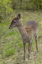 The fallow deer calf (Dama dama) survived the winter without its mother and we are growing hopeful