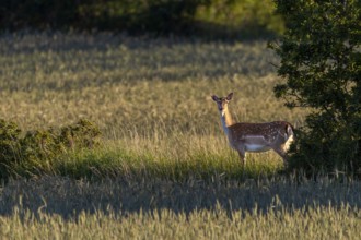 A dama (Dama dama) stands in the evening light between two grain fields on a bend, Germany