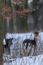 A dama (Dama dama) peers attentively out of the snowy forest, winter, snow, Germany