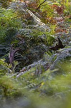 The fallow deer (Dama dama) stands motionless in the man-high bracken and only with a lot of