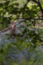 The fallow deer (Dama dama) stands just a few metres from a forest path in a thicket of bracken,