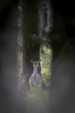 Half an hour to an hour after birth, the fallow deer calf (Dama dama) is suckled by its mother for