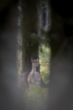 After birth, the calf is licked dry by the dama dama, which creates a close bond between mother and