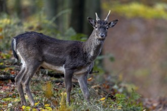A fallow deer spike (Dama dama) on the way to the main rutting ground, rutting, deer rutting,