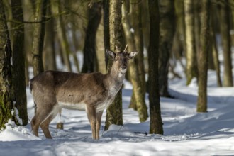 Fallow deer spike (Dama dama) in winter forest, winter, snow, Germany
