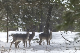 A group of fallow deer (Dama dama) in the winter forest, winter, snow, Germany