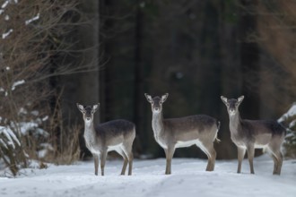 Fallow deer (Dama dama) and fallow deer calf on a snow-covered forest aisle, winter, snow, Germany
