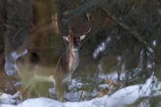 The last rays of the winter sun hit a fallow deer (Dama dama) in the winter forest, winter, snow,