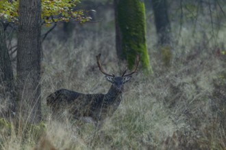 A young fallow deer (Dama dama) appears at the edge of the forest, Germany