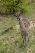 After 7 months, on 30 April 2012, we meet the fallow deer calf (Dama dama) adopted by a herd of
