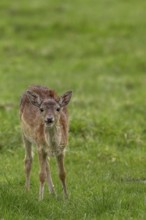 This fallow deer calf (Dama dama) has lost its mother and joined a small herd of adult cows, sad,