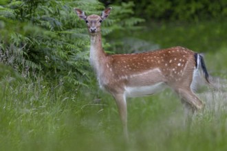 A dama (Dama dama) in the typical light rust-brown summer coat with the striking white patches,
