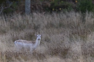 A Swedish fallow deer (Dama dama) enters a forest clearing in the evening, Sweden