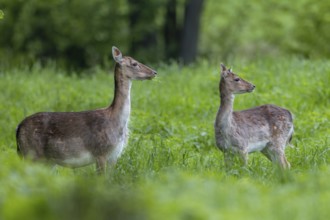 Soon the dama dama will separate from the previous year's calf and give birth to the unborn calf,