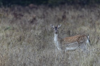 A dama (Dama dama) on the Swedish east coast, Sweden