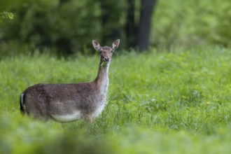 In a few days, the heavily pregnant dama (Dama dama) will give birth to a calf, pregnant, birth,