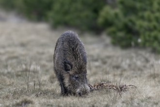 Wild boar (Sus scrofa) with its very young offspring in a forest aisle, sweet, cute, rearing young,