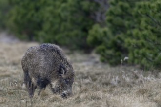Wild boar (Sus scrofa) foraging, Germany