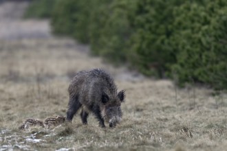 Wild boar (Sus scrofa) and young boar in a forest meadow, sweet, cute, rearing young, Germany