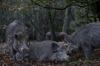 It is mating season for wild boar (Sus scrofa) and the boar dares to make an approach to a resting