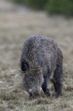 Wild boar (Sus scrofa) looking for food, their young have already retreated into the dense pine