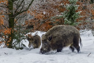 Wild boar (Sus scrofa) and young boar foraging in the winter forest, snow, winter, Germany