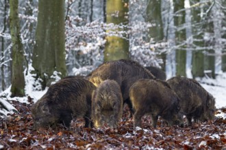 A wild boar (Sus scrofa) looking for food in beech leaves, snow, winter forest, Germany