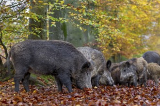 In this wild boar herd (Sus scrofa), a few bucks, their young and a boar are looking for food