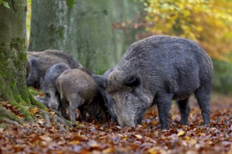 A wild boar (Sus scrofa) and older young boars search for food in the beech leaves, autumn, Germany