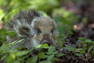 Wild boar (Sus scrofa) on a discovery tour, sweet, cute, Germany
