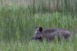 Wild boar (Sus scrofa) foraging in a reed bed, Germany