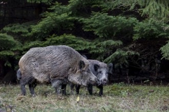 It's mating season for wild boar (Sus scrofa) and the boar dares to approach the female, mating