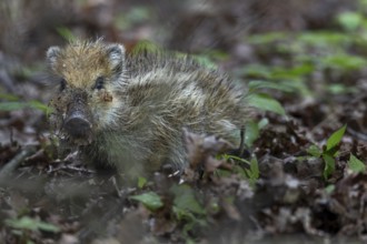 The fact that the wild boar (Sus scrofa) uses almost its entire head when digging in the ground is