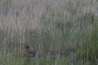 Wild boar (Sus scrofa) foraging in a reed belt, Germany