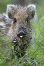 Portrait of wild boar (Sus scrofa), Germany