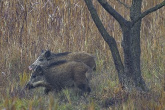In addition to a striking pink nose, the wild boar hind (Sus scrofa) also has an almost white
