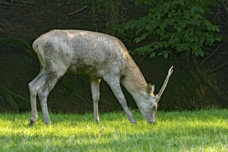 Juvenile red deer (Cervus elaphus), eating grass, grazing, after mud bath, wallow, in a meadow of a