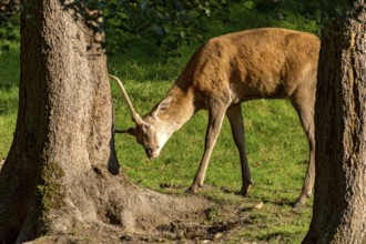 Juvenile red deer (Cervus elaphus) rubbing its horns, antlers on a tree at the edge of the forest,