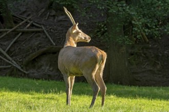Juvenile red deer (Cervus elaphus), standing after a mud bath, wallow, on a meadow in a forest