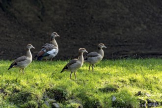 Greylag geese (Anser anser) on a pond bank at the edge of a forest, evening light, Vogelsberg,