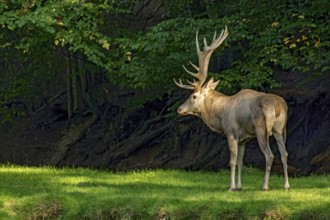 Red deer (Cervus elaphus) with large antlers, standing on a meadow in a clearing at the edge of a