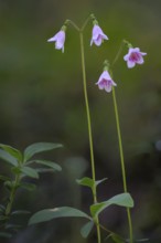 Moss bell (Linnea borealis L.) with green foliage in natural environment, HossaJuuma, Rukatunturi,