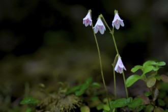 Pink-coloured moss bell (Linnea borealis L.) with green foliage in natural surroundings, standing