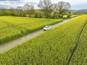 Aerial view of a car on a road through vast fields of yellow flowers, ID3 VW, deer car sharing.