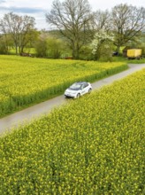 Car drives a narrow road through a large blooming field in daylight, ID3 VW, deer car sharing.