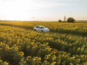 Vehicle driving through a lush sunflower field under the soft evening light, VW ID4 electric car,