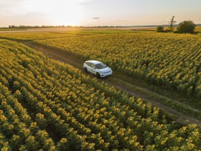 Car driving through a wide sunflower field at golden sunset, VW ID4 electric car, Deer Carsharing,