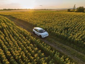 Car on a journey through endless, blooming sunflower fields in the golden hour, VW ID4 electric