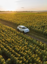 Car driving through a sunflower field at sunset, VW ID4 electric car, Deer Carsharing, Calw,