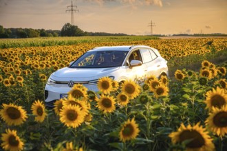 White car in a blooming sunflower field at sunset, rural idyll, VW ID4 electric car, deer car